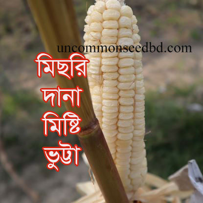 Picture of CN006. মিছরি দানা মিষ্টি ভুট্টা (30)/Misri dana Sweet Corn