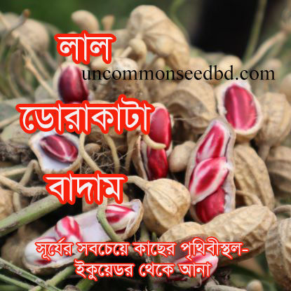 Picture of GN100. লাল ডোরাকাটা বাদাম (20)/Lal Dorakata Ground Nut