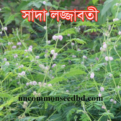 Picture of HBW602. সাদা লজ্জাবতী (2)/White Shameplant