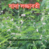 Picture of HBW602. সাদা লজ্জাবতী / White Shameplant