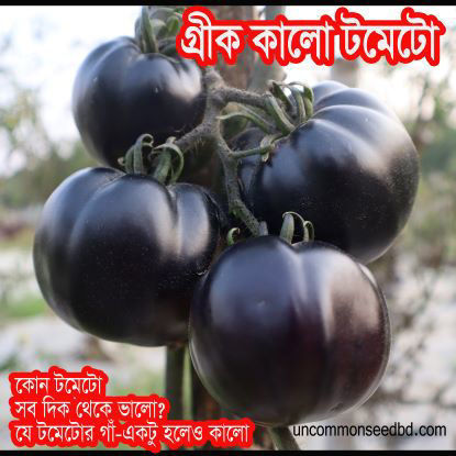 Picture of ATB002. গ্রীক কালো টমেটো (30)/Greek Black Tomato