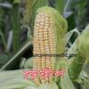 Picture of CN004. ডি-কুসুম সুইট কর্ণ (40)/D-Kusum Sweet Corn