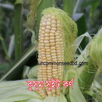 Picture of CNS004. ডি-কুসুম সুইট কর্ণ (40)/D-Kusum Sweet Corn