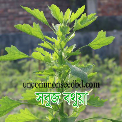 Picture of LGF412. সবুজ বথুয়া শাক (5)/Green Goosefoot