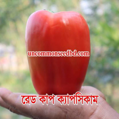 Picture of PPS815. রেড কাপ ক্যাপসিকাম (30)/Red Cup Capsicum