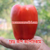 Picture of PPS815. Red Cup Capsicum / রেড কাপ ক্যাপসিকাম
