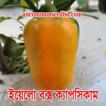 Picture of PPS804. ইয়েলো বক্স ক্যাপসিকাম (30)/Yellow Box Capsicum