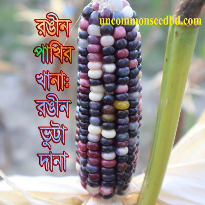 Picture of CN010. রঙীন পাখির খানা: রঙীন ভুট্টা দানা (25)/Colorful Corn for Color Bird