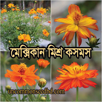 Picture of FCM384. মেক্সিকান মিশ্র কসমস ফুল (100)/Mexican Mixed Cosmos Flower