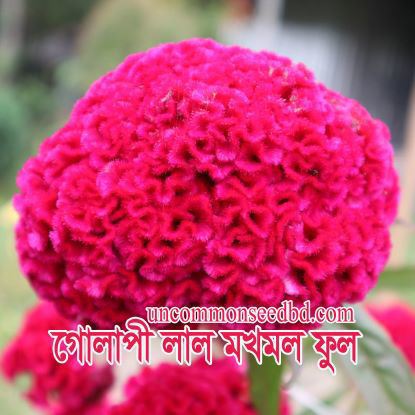 Picture of FCB320. গোলাপী লাল মখমল ফুল (30)/Golapi Lal Mokhmol Flower