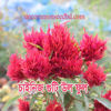 Picture of FWF340. চাইনিজ গুটি উল ফুল (40)/Chinese Guti Wool Flower