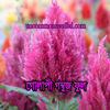 Picture of FWF360. গোলাপী গম্বুজ ফুল (40)Golapi Gombuj Flower