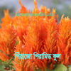 Picture of FWF350. পিঁয়াজো পিরামিড ফুল / Piyajo Pyramid Flower
