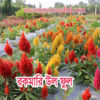 Picture of FWF314. রকমারি উল ফুল (100)/Various Types of Wool Flower