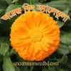 Picture of FCD320. অরেঞ্জ কিং ক্যালেন্ডুলা (30)/Orange King Calendula