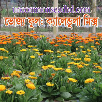 Picture of FCD340.ভোজ্য ফুল: ক্যালেন্ডুলা মিক্স #কুরিয়ার ফ্রি[Min Order 4(This Item Or Any)] ১০০/=অগ্রীম