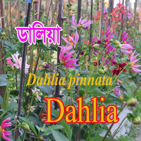 Picture for category ডালিয়া ফুল/Dahlia Flower