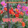 Picture of FDH412. মিক্স ডজন ডালিয়া ফুল (50)/Mix Dozen Dahlia Flower