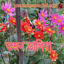 Picture of FDH412. মিক্স ডজন ডালিয়া ফুল (50)/Mix Dozen Dahlia Flower