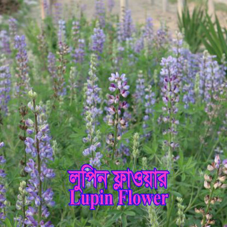 Picture for category লুপিন ফ্লাওয়ার/Lupin Flower