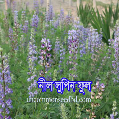 Picture of FLF602. নীল লুপিন ফুল