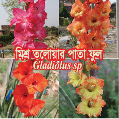 Picture of FGL604. মিশ্র তলোয়ার পাতা ফুল (40)/Mixed Gladiolus Flower