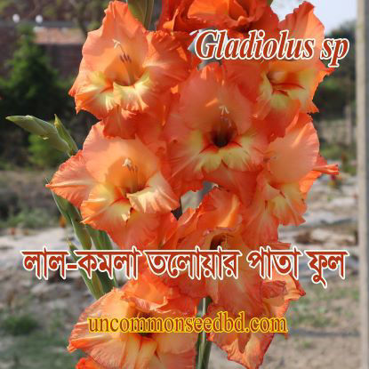 Picture of FGL632. লাল-কমলা তলোয়ার পাতা ফুল (4 Bulb)/Reddish-Orange Mix Gladiolus Flower