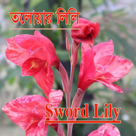 Picture for category তলোয়ার লিলি ফুল/Sword Lily Flower