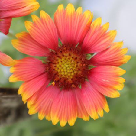 Picture for category ভারতীয় কম্বল ফুল/Indian Blanket Flower
