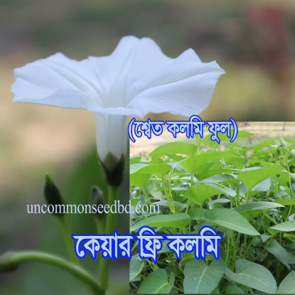 Picture of LKK377. কেয়ার ফ্রি কলমি (10)/Care free Kangkong