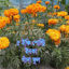 Picture of FMD805. ৫ ইঞ্চি পোল্ট্রি ইনকা গাঁদা ফুল (50)/5 Inch Poultry Inca Marigold