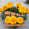 Picture of FMD802. কমলা হলুদ গাঁদা ফুল (30)/Orange Yellow Marigold