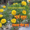 Picture of FMD809. শর্ষে হলুদ গরমের গাঁদা ফুল (60)/Shorshe Holud Summer Marigold