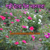 Picture of FVN904. লক্ষ্মী ট্যারা মিশ্র নয়নতারা(40) /Mixed Vinca  Flower