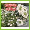 Picture of FVB552. হোয়াইট স্টার ভার্বেনা ফুল (100)/White Star Verbena Flower