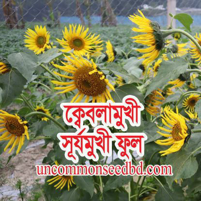 Picture of FSF005. ক্বেবলামুখী সূর্যমুখী ফুল (50)/Qiblamukhi Sunflower