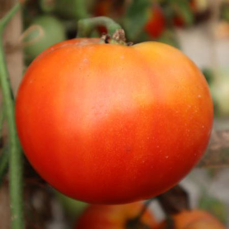 Picture for category কড়া লাল টমেটো/Deep Red Tomato