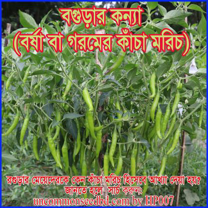 Picture of PPH007. বগুড়ার কন্যা (বর্ষা বা গরমের মরিচ )(150)/Bogurer Konna( Chilli for Summer or Rain)