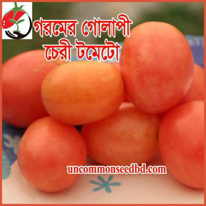 Picture of ATK990. গরমের গোলাপী চেরী টমেটো (40)/Summer Pink Cherry Tomato