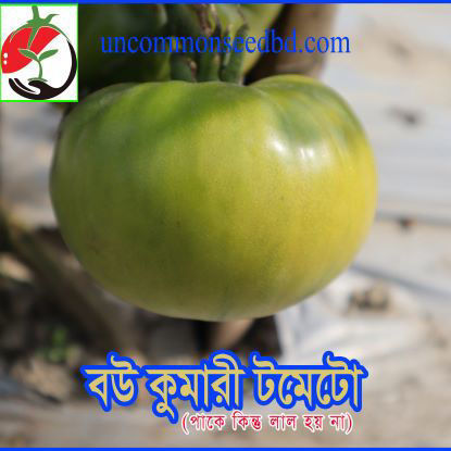 Picture of ATG720. (Bou Kumari) Green Tomato/বউ কুমারী টমেটো
