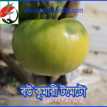 Picture of TG203. বউ কুমারী টমেটো (20)/Bou Kumari Tomato