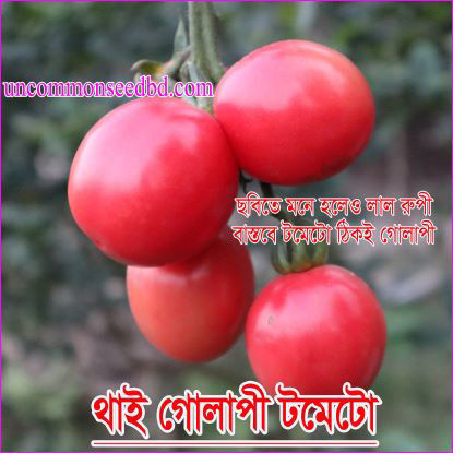 Picture of ATK490. থাই গোলাপী টমেটো (30)/Thai  Pink Tomato