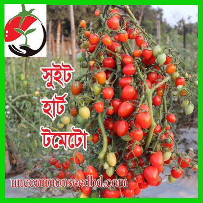 Picture of ATM786. সুইট হার্ট টমেটো (30)/Sweet Heart Tomato