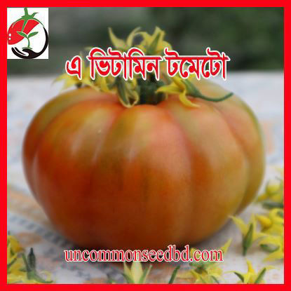Picture of TM001. এ ভিটামিন টমেটো (100)/A vitamin Tomato