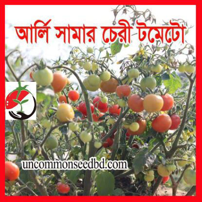 Picture of ATM901. আর্লি সামার চেরী টমেটো (40)/Early Summer Cherry Tomato