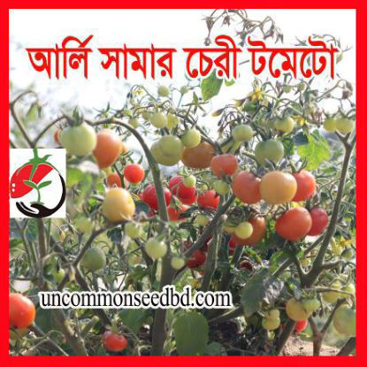 Picture of TM901. আর্লি সামার চেরী টমেটো (60)/Early Summer Cherry Tomato