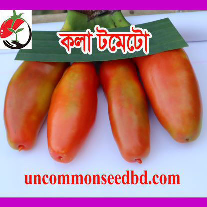 Picture of ATM004. (Kwla) Long Tomato / কলা টমেটো