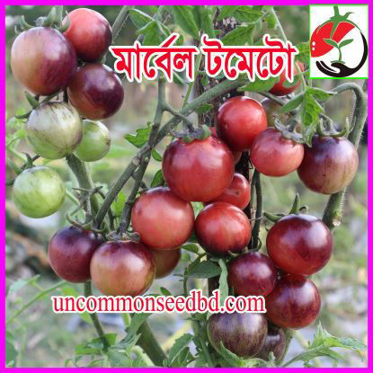 Picture of ATS100. মার্বেল টমেটো (25)/Marbel Tomato