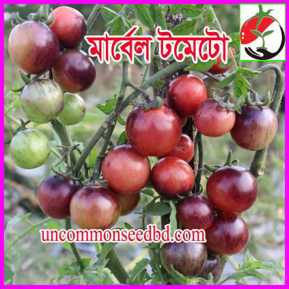 Picture of ATS100. মার্বেল টমেটো #কুরিয়ার ফ্রি[Min Order 4(This Item Or Any)] ১০০/=অগ্রীম