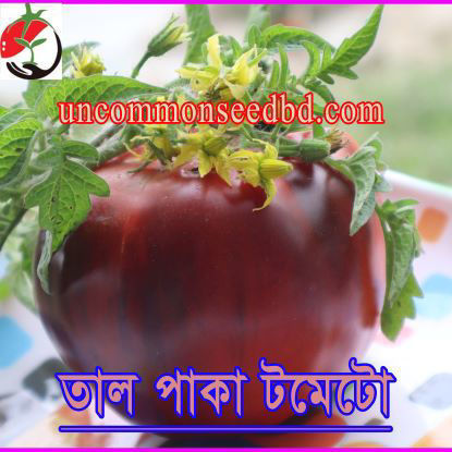 Picture of ATD490. তাল পাকা টমেটো (30)/Tal Paka Tomato